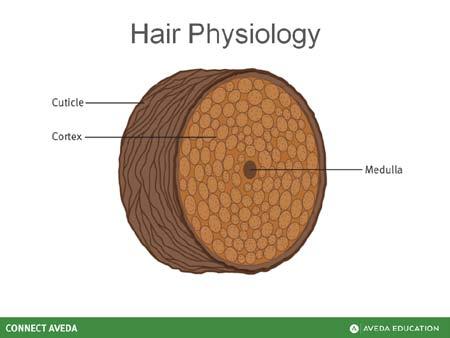 Educator Guide Understanding Hair Hair Care Slide 8 Everyone has a unique hair structure. Hair is a slender, threadlike outgrowth that grows from a follicle in the skin.