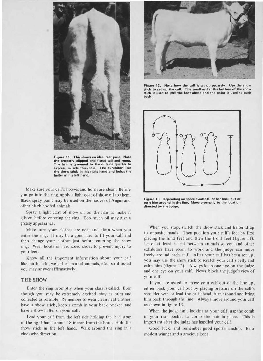 Figure 12. Note how the calf is set up squarely. Use the show stick to set up the calf.
