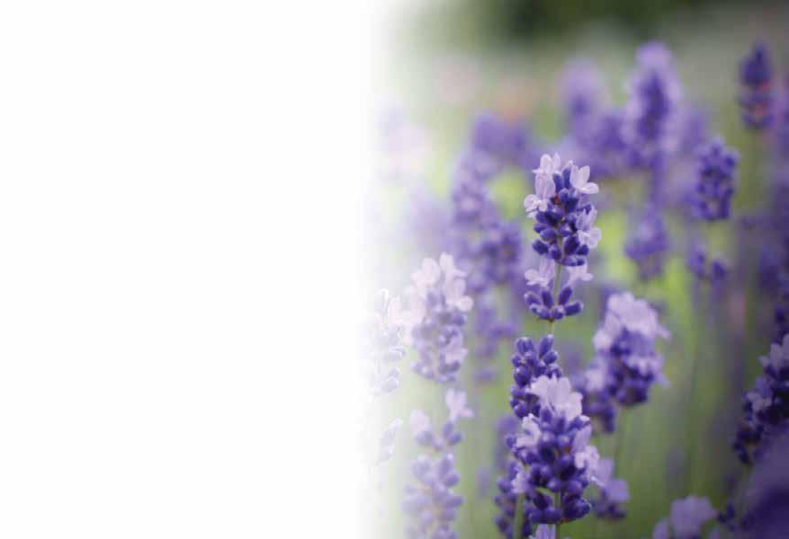 Lavender & Helichrysum Spray Lavender & Helichrysum Toner and Hydrator, affectionately known as Lavender Spray, is a