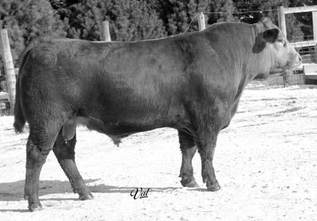 04 This calf is a full brother to Pablo Cruz, who was in our Reserve Division Pen of Three in Denver two years ago. He went on to be one of the high sellers in our 2005 sale.