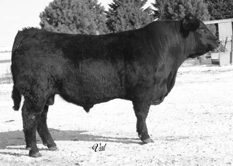 27 -.01 -.01 72R is good numbered and easy to look at. We used this bull for clean up on some of our heifers. His ribeye EPD and scan data matched up real well. 59 Dbl. Black Dbl.