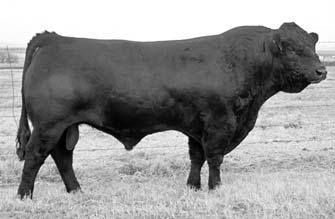 Potterosa s Progress Thru Performance XIII Herd Sire Reference Carrousels Pure Power Black Polled Purebred #NPM-17725 Tattoo: 417P BD: 1-24-04