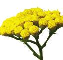 LIST OF ESSENTIAL OILS Blue Tansy Recognized for its deep blue color and sweet, fruity aroma, Blue Tansy also soothes and promotes the healthy appearance of skin.