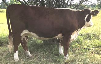 9 AKF 74 BEBE 127 BRED HEIFER P43796618 - Calved 3/5/17 Tattoo F74 SIRE: SSF 631 KILO 422 ET DAM: AKF 56 CHARM 815 L 18 This heifer will prove her worth as her cow family has done