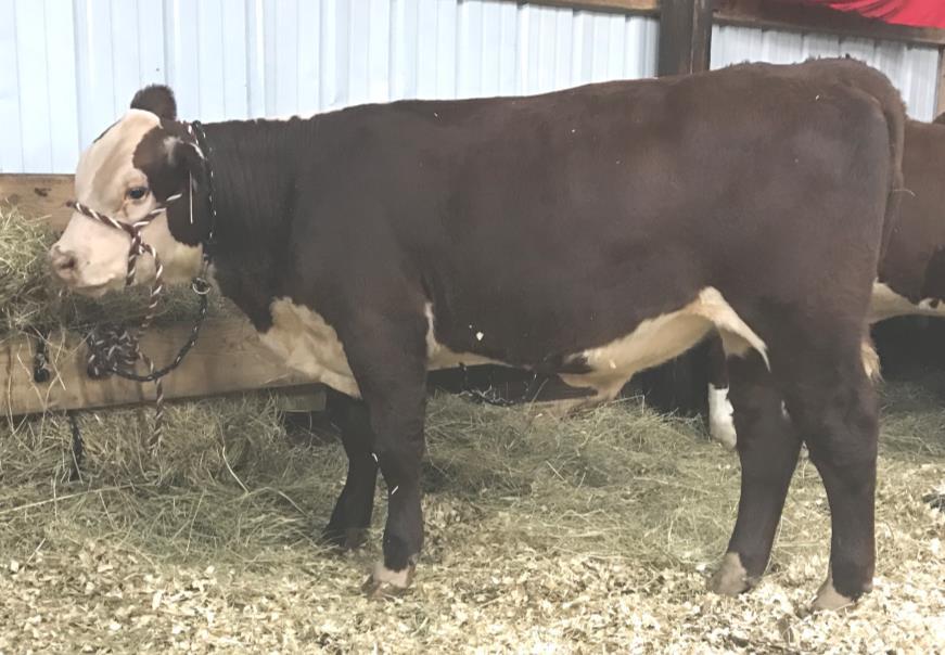 12 SVF A223 HOPE 1602 BRED COW P43738134 - Calved 2/20/16 Tattoo 1602 SIRE: GOBLE JPF GEORGE A223 DAM: SVF 319 HOPE 805 This cow is a big boned 2 year old that has been shown.
