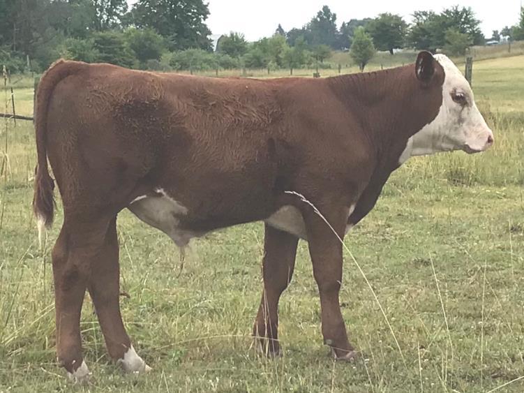 Sells bred to our Revolution and with a great herd bull prospect at side. All vaccinations up to date and calfhood vaccinated.