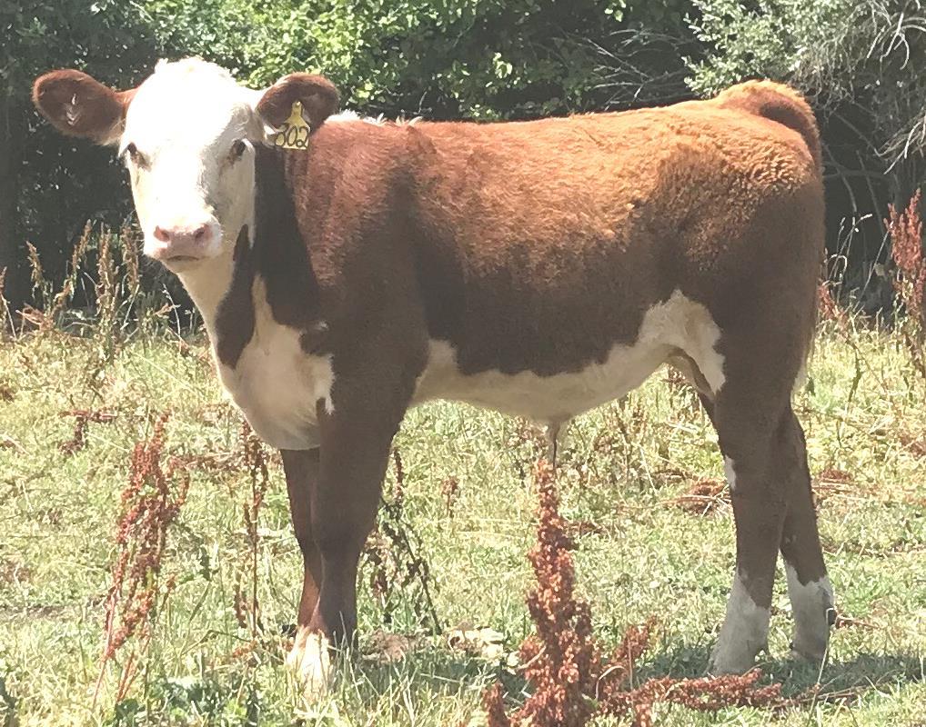 18 19 SSR 923 BEYOND 802 BULL CALF P43916513- Calved 2/23/18 Tattoo 802 SIRE: HF 4L BEYOND 35N DAM: SSR MISS LINA 923 This guy has it all, growth and muscle.