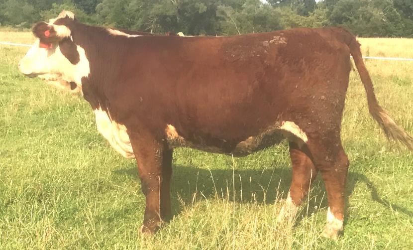 U 27 KD TREUTLEN B52 LIBBY BRED HEIFER P43837858 - Calved 4/15/17-Tattoo 1716 SIRE: BERG TREUTLEN 99Z DAM: KH Y61 TIARA This young, friendly heifer will be a great addition to anyone s herd.