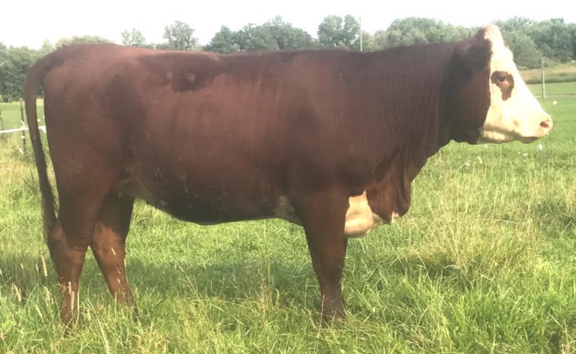 1 WW 51 YW 80 MM 17 M&G 43 28 KD TATERS 1202 GEMMA BRED HEIFER P43802176- Calved 3/29/17-Tattoo 1715 SIRE: LBK KD TRUSTED SWEET TATER DAM: KD 711 KINGS MACIE Hard one to part with, dark red