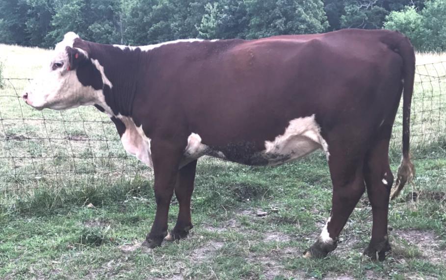 31 31A HPH 103Z MISS VICTORIA 1507 COW/CALF P43630864 - Calved 3/13/15 - Tattoo HPH 1507 SIRE: GOBLE SIRLOIN 103Z DAM: LAKE MS SIDELINE 227S Just a 3 year, she may be a small cow but she is an easy