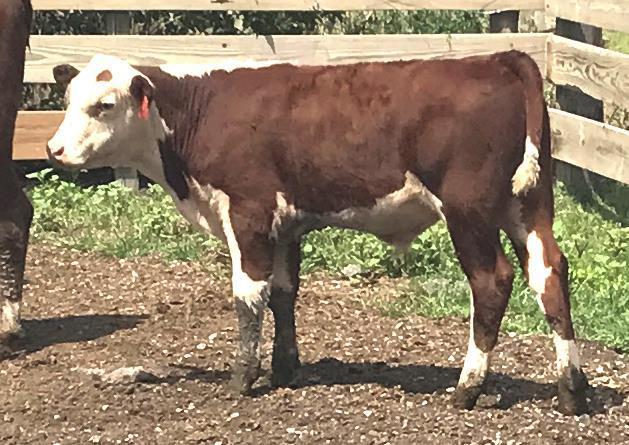 32 32A STAR BSP DUAL DESIGN 79Y ET COW/CALF P43167533 - Calved 6/25/11 - Tattoo STAR 79Y SIRE: FCC 7M QUANTUM 2U DAM: STAR BSP ROXIE BETH 325N ET This cow comes from the well known Starlake herd, She