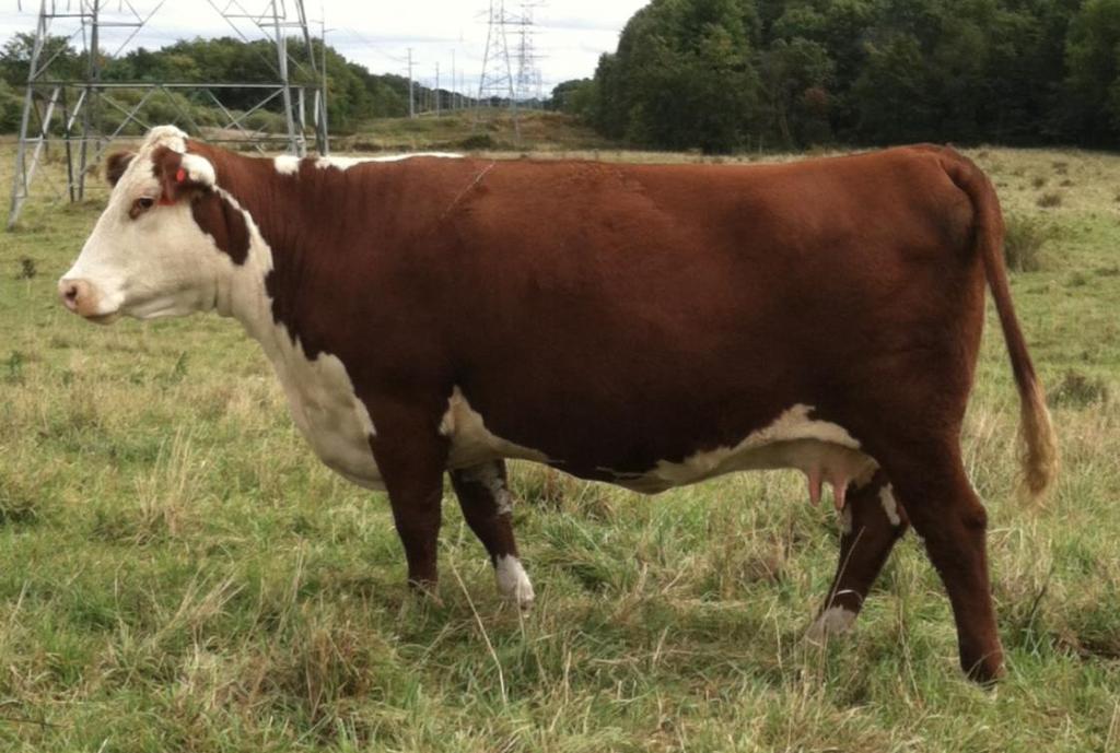 33 KD 12T DOZERS CARLY 1806 OPEN HEIFER P43926152 - Calved 2/19/18 - Tattoo 1806 SIRE: KD DOZER D206 DAM: MSU WF CARLA 12T This heifer calf should make a heck of a cow one day, she is out of a Dam of