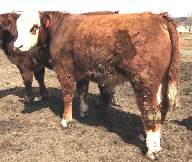 38 KD TATERS 1511 ROCKET YEARLING BULL P43802213 - Calved 4/27/17 - Tattoo 1719 SIRE: LBK KD TRUSTED SWEET TATER 28B DAM: KD 501 DOZERS ROODY 1511 Goggled eyed