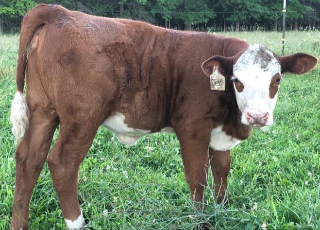 41 RPH EMMY BOYD R47E BRED HEIFER P43847721 - Calved 4/7/17 - Tattoo R47E SIRE: BOYD MASTERPIECE 0220 DAM: RM ELLIE TIME 456 Emmy is a sweet heifer that has traditional markings but a richer red