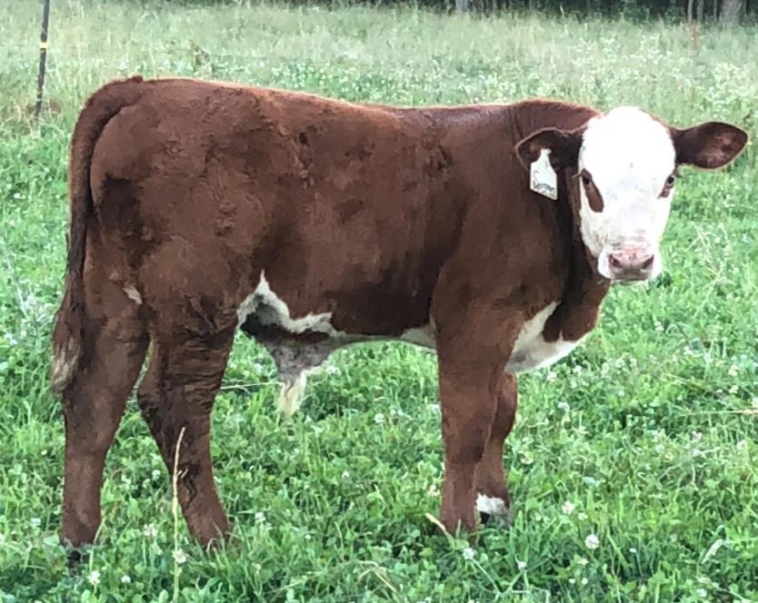 43 RPH SPOTTED SIMON F427 BULL CALF Pending - Calved 4/27/18 - Tattoo F427 SIRE: BOYD MASTERPIECE 0220 DAM: DF SPOTTED SARA D4W This guy hit the ground running!
