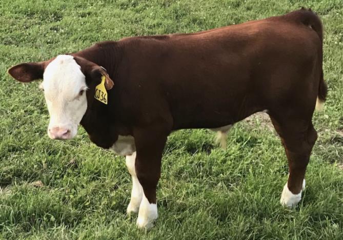 Almont, MI LOTS 44 47 44 RM VICTORIA TIME 458 COW/CALF P43495297 - Calved 3/10/14 -