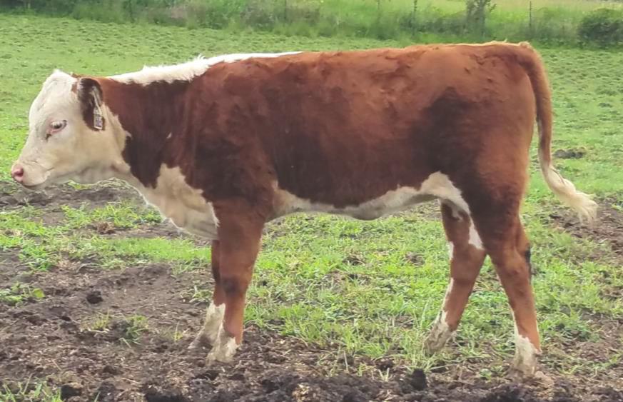5 5A SVF 101Y FRANCES LASS 1505 COW/CALF P43634389 - Calved 4/6/15 - Tattoo 1505 SIRE: MF R505 SHOCKSTER 101Y DAM: PCR FRANCES LASS 307N 1505 is a very attractive 3 year old that will make a good