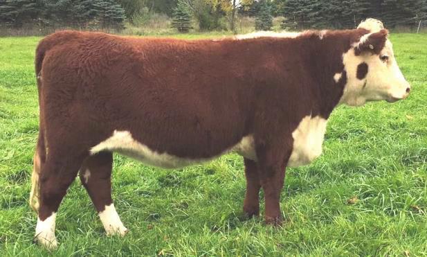 who calves easily, has a great udder and an excellent disposition. Only 3 years old and ready to work for you.