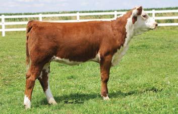 She is short marked and so sweet fronted. This heifer moves flawlessly and has perfect lines yet is deep ribbed and powerful. 16B is horned. She doesn t settle for any less attention.