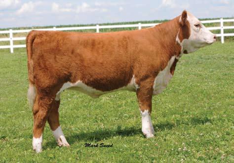 18 is very feminine yet has a huge hip and deep rib cage. This solid red heifer will definitely show and produce for her new owners. Owned with Behrends Farms, Mason City, Ill.