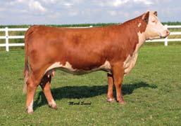 Her dam is the 10R cow that the Fergusons in Indiana have had so much success with. The 10R cow and her heifer calf, Idol, who is a full sib to 20, were the 2007 NAILE National Champion Cow-Calf Pair.