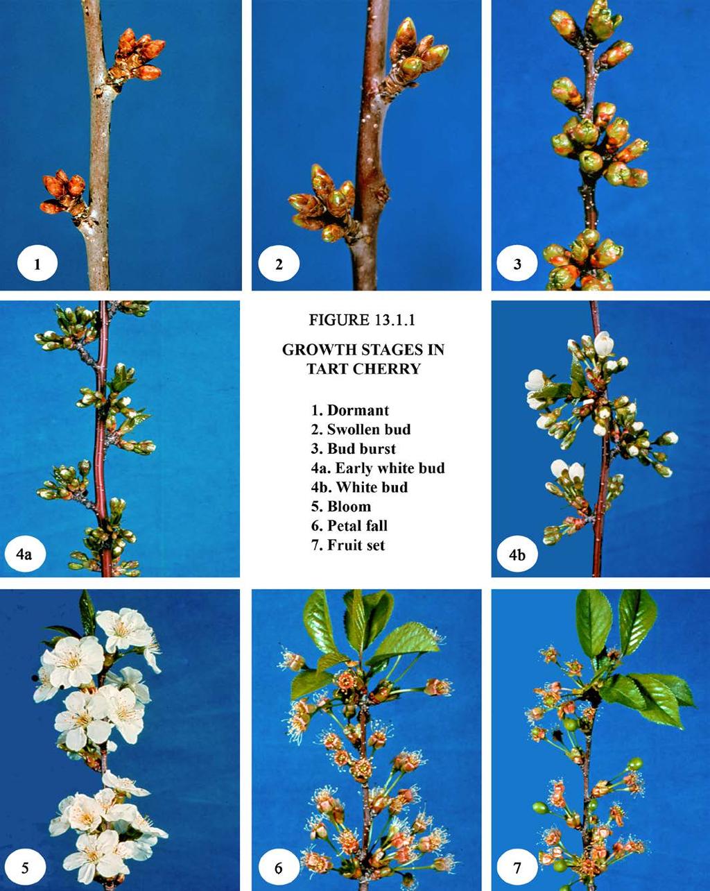 208 CHAPTER 13 CHERRIES FIGURE 13.1.1 GROWTH STAGES IN TART CHERRY 1. Dormant 2.