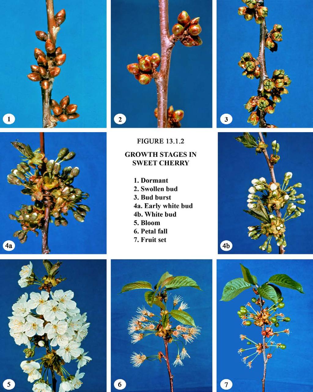CHAPTER 13 CHERRIES 209 FIGURE 13.1.2 GROWTH STAGES IN SWEET CHERRY 1. Dormant 2.