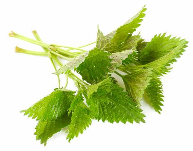 NETTLE The nettle extract perfectly cleanses the
