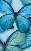 #BLUEBERRYNIGHTS #BUTTERFLY