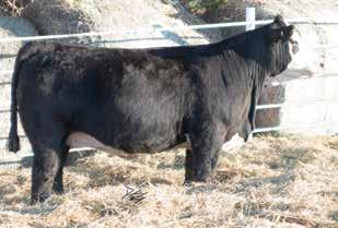 She s one that has enough look to lay down and have your next herd bull or to have a stand out show heifer. Keep track of this female come sale day. M M.1.2 2 4 1 DOC.3 CW 3.2 YG -.21 Marb.32 -.034.