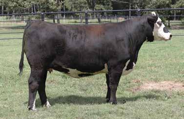 HOLLY EBONISTA OF CONANGA 471 REMITALL LAGRD POUNDER ET 204P STAR CANDY 412T HAROLSON S CANDACE 122L 27N Females that look like this one are a rare find.