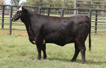 A female that will add a big time genetics combined with a flawless phenotype. A.I. 5/25/18 to GZF On Board C252. P.E. 6/1/18 8/1/18 to KJ BJ 58Z Buchanan 606D ET. Sells safe in calf.