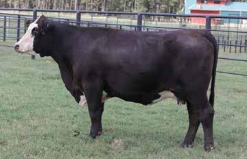 She is sired by the Upshot son and out of a fantastic 719T daughter. She is big outlined and functional in her design.