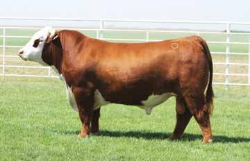 RAFTSMAN 16R HARVIE MS MEDONTE 1S LJE 337U DIVA X48 K RIBSTONE STANDARD 27L LJE RIBSTONE SHIRLEY R526 JV SHIRLEY 414 A big powerfully constructed female with this daughter of Belle Air.