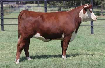 0203 LH 86 DUCHESS 1199 You will love the big outline and pounds that this female will produce.