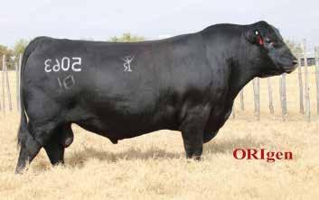 LADY STANDARD 305-890 S S OBJECTIVE T510 0T26 G A R 1407 NEW DESIGN 1463 LCC NEW STANDARD B A LADY 6807 305 This Angus female is one that you can build a program around.