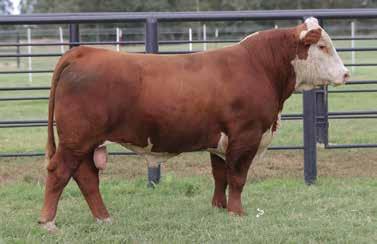 328 ET C MISS MOLER 6018 ET GH RAMBO 279R C 552 MS DOM 4117 IMR 9043 ADVANCE 1031L IMR 343 MS ADVANCE 1017L A big stout B411 bull that will wow you with look and style.