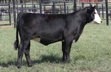 7008 S A GALAXY DONNA 4008 GALAXY DONNA 2017 MYTTY IN FOCUS A A R LADY KELTON 5551 S A V BISMARCK 568 COLEMAN DONNA 202 This young March female is just hitting her stride.