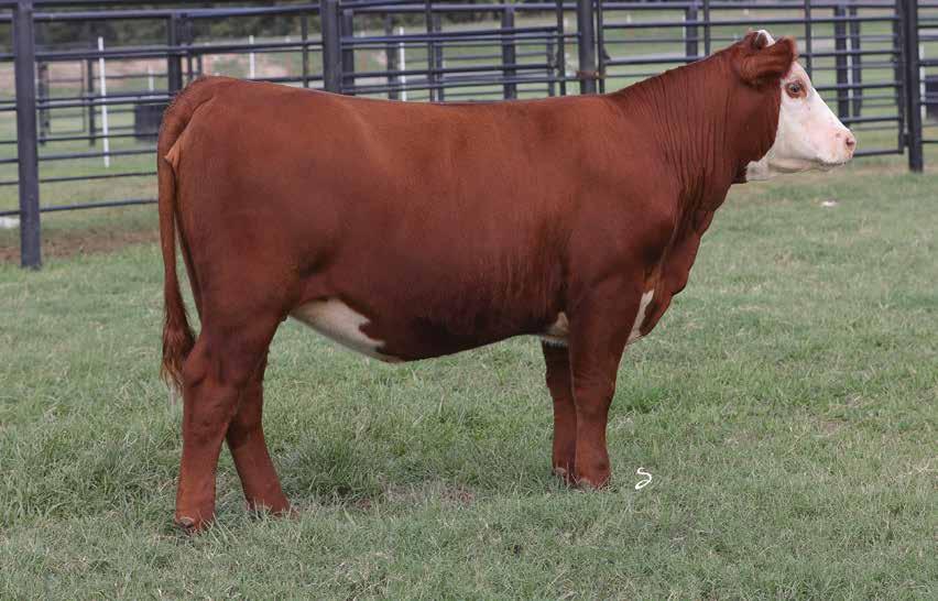 LOT 9 GZF TORO E357 HX012989 DOB: 10-01-17 TATTOO: E375 HB 75% COW SIRE BW 1.5 WW 60 M 34 M&G 64 YW 92 Want to add some immediate kick to your operation? Give this beautiful heifer a look.