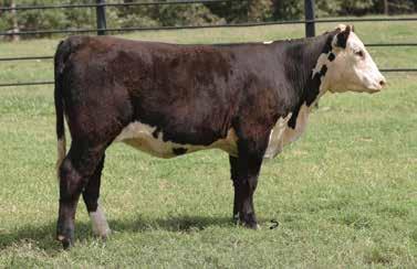 She is sired by the impressive Toro bull, backed by a solid female sired by Extra Deep (Bob). Take her home and build a legacy around her. Sells open.