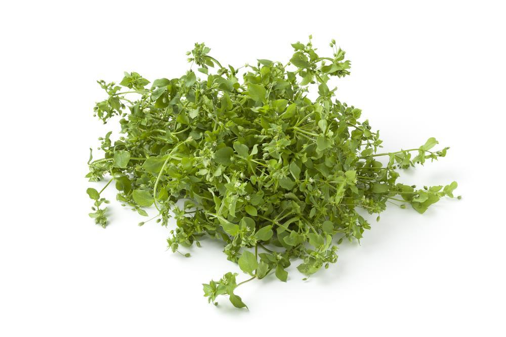 Chickweed Stellaria media, or better and more commonly known as chickweed, is an annual plant.