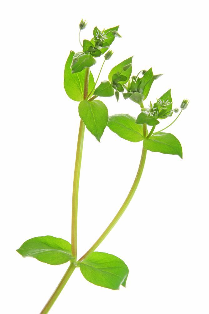 Growing Conditions Chickweed is a highly adaptable plant, which is why it can be found in such diverse environments. It can survive in very cold climates, as well as extremely hot.
