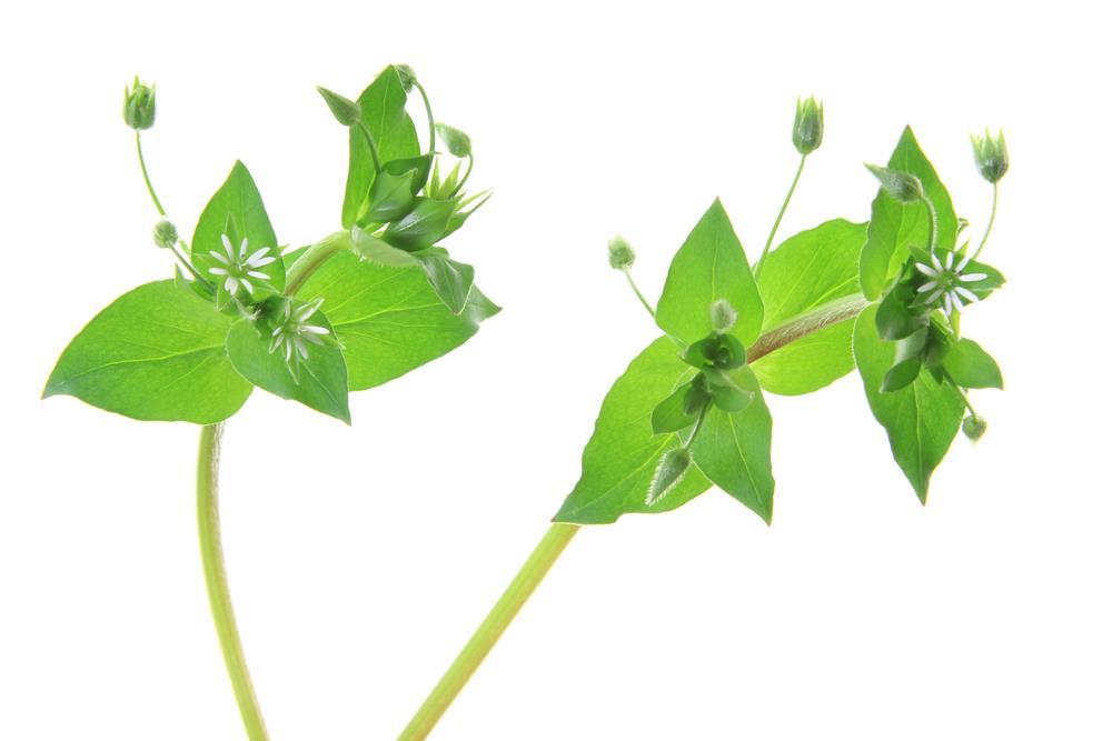 Uses in Industries Food One of the more common uses for chickweed is for culinary purposes. It can be used as an ingredient for salads, sandwiches, and lasagna.