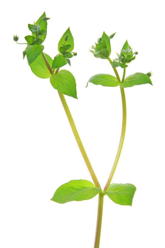 Medicinal Uses in Industries Cont. There are many wonderful medicinal benefits to using chickweed.