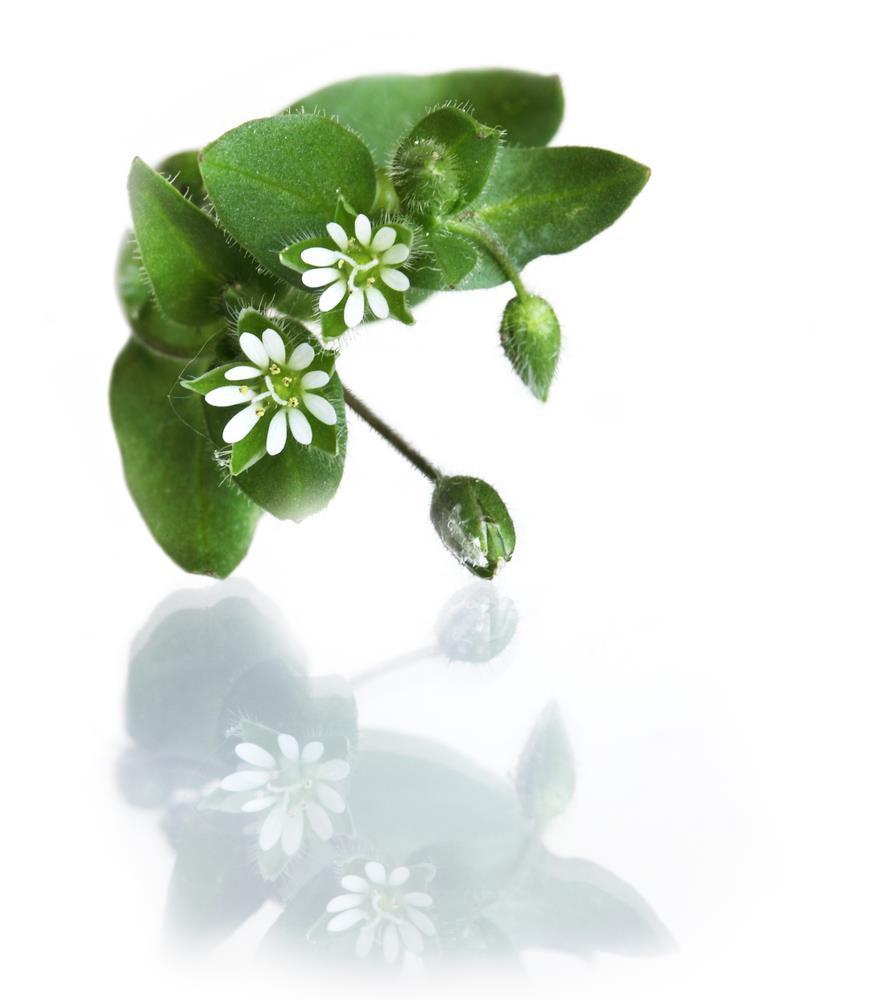 Other Uses In the 17 th century, the English physician, Nicholas Culpeper actually credited chickweed as beneficial for all pains in the body that arise.