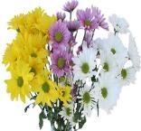 BUNCHES Stems 5 WET Pack 8 ITEM # EP7014 UPC#