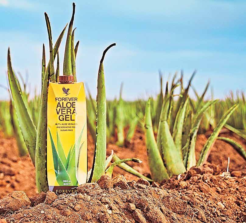 Drinks & Gels The power of Aloe 6 LAYERS OF PROTECTIVE MATERIAL 100% RECYCLABLE MATERIAL Just as nature intended. + Up to 99.