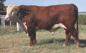 10 Consigned by mockingbird hill herefords, mineral wells 27 MH ADVANCE DOM 203Z Calved 02/04/12 #43310528 Tattoo: 203Z UPS DOMINO 3152 [CHB,DLF,IEF] UPS DOMINO 6219 UPS MS