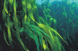 Fucus vesiculosus By concentrating the active substances of the sea before it s harvested,