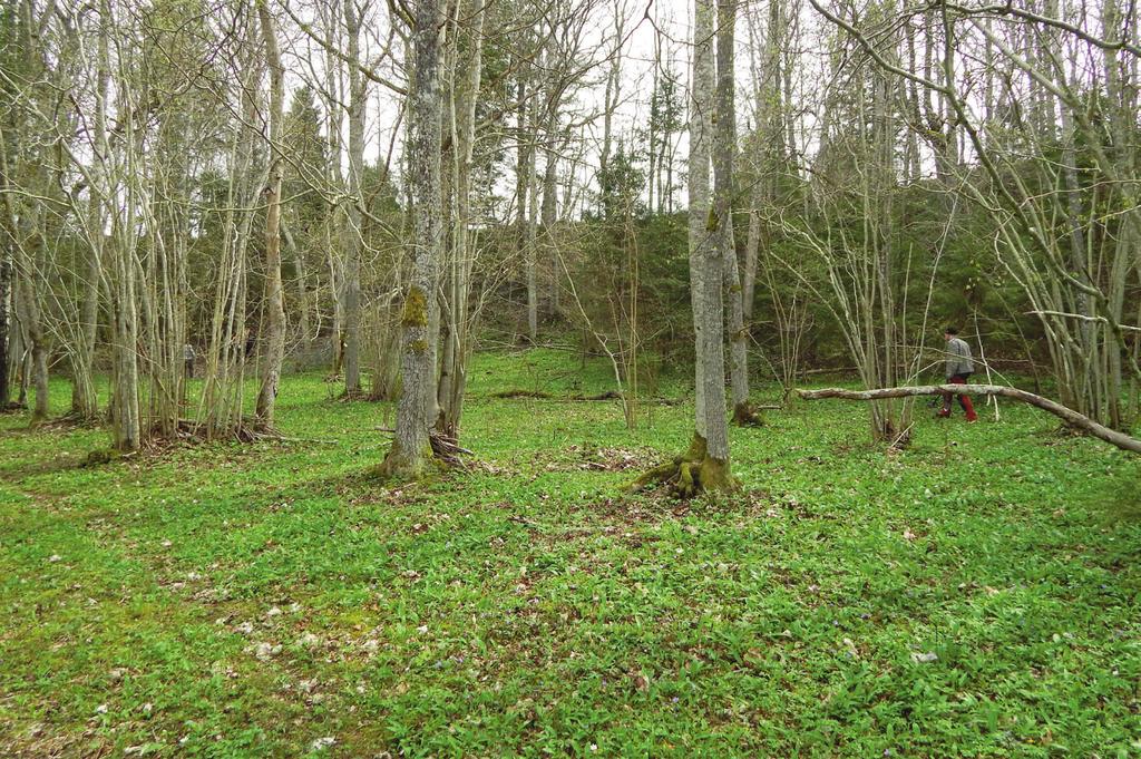 260 Indrek Jets & Marika Mägi Fig. 3. View of the Viidumäe site. The pins and other artefacts had been stuck into the ground on the slope or at its foot. Photograph M. Mägi. offerings found on the slope were spread across an area of about 1.